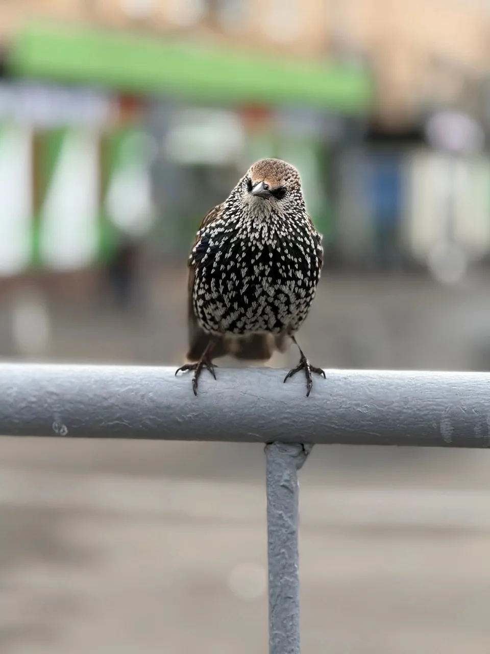 ЛЕТИМ 🕊️?