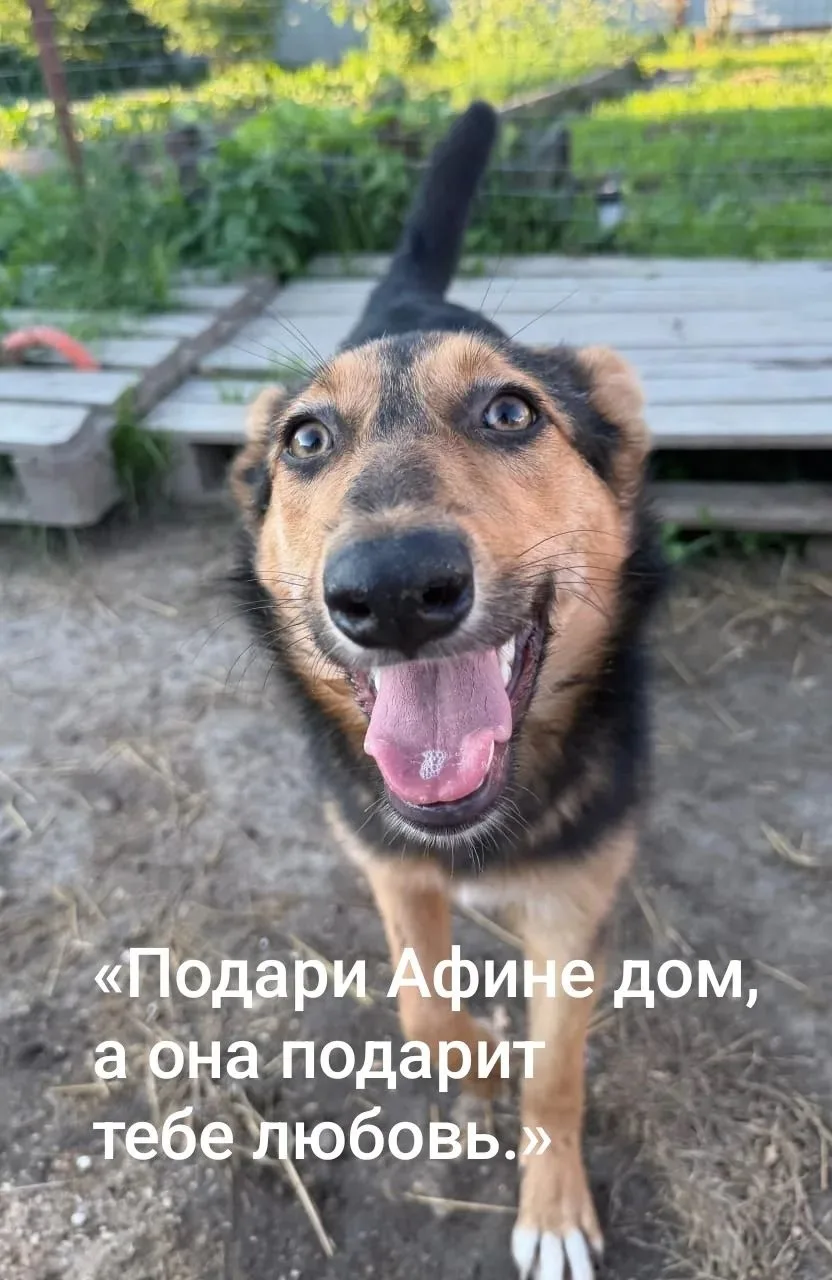 «Подари Афине дом, а она подарит тебе любовь».