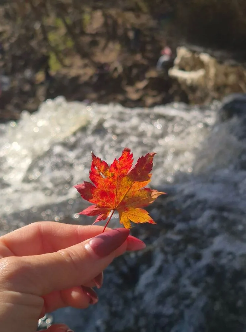 Осень, ты чего такая красивая? 🍂