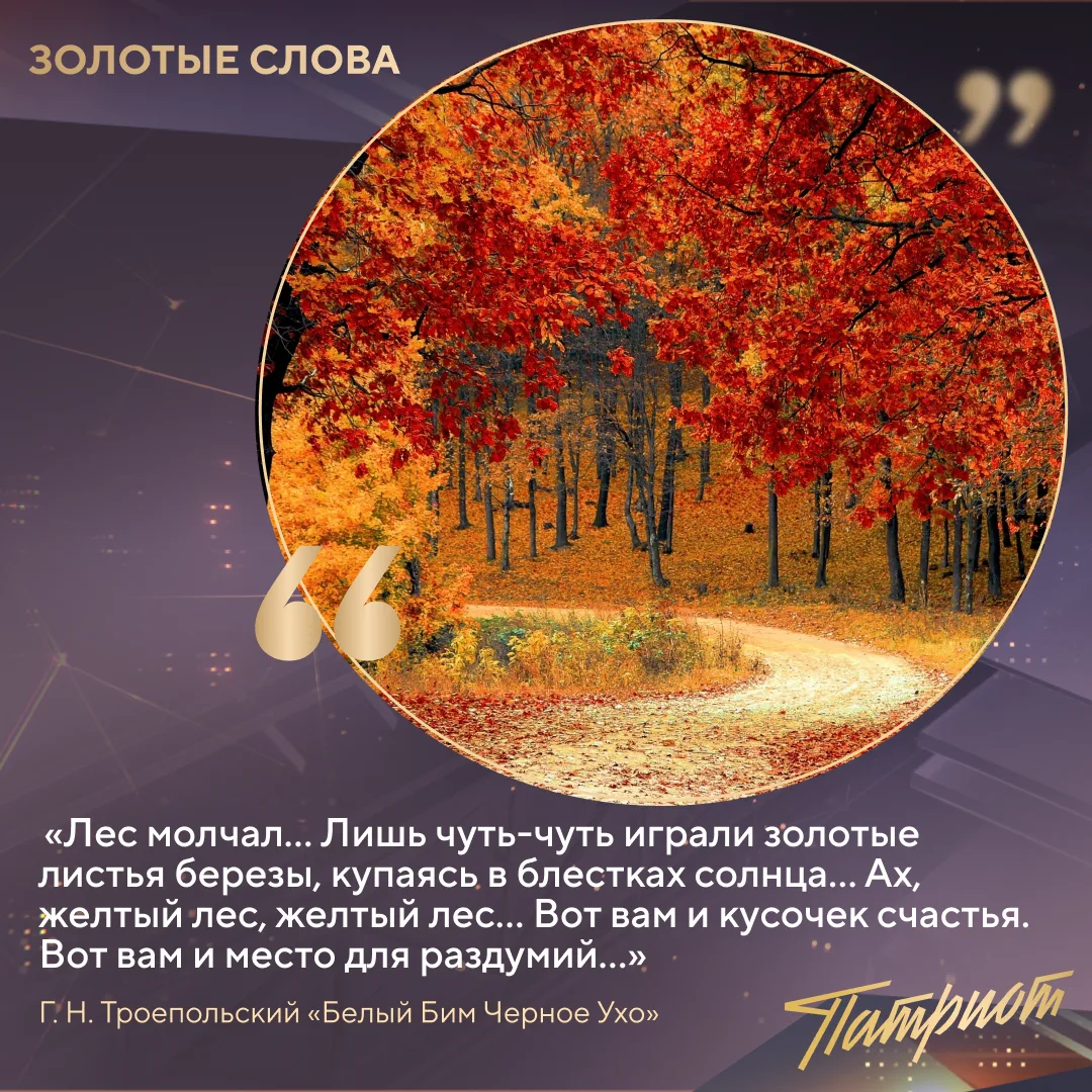 «...В осеннем солнечном лесу человек становится чище — да, почаще бы всем нам в этот же...