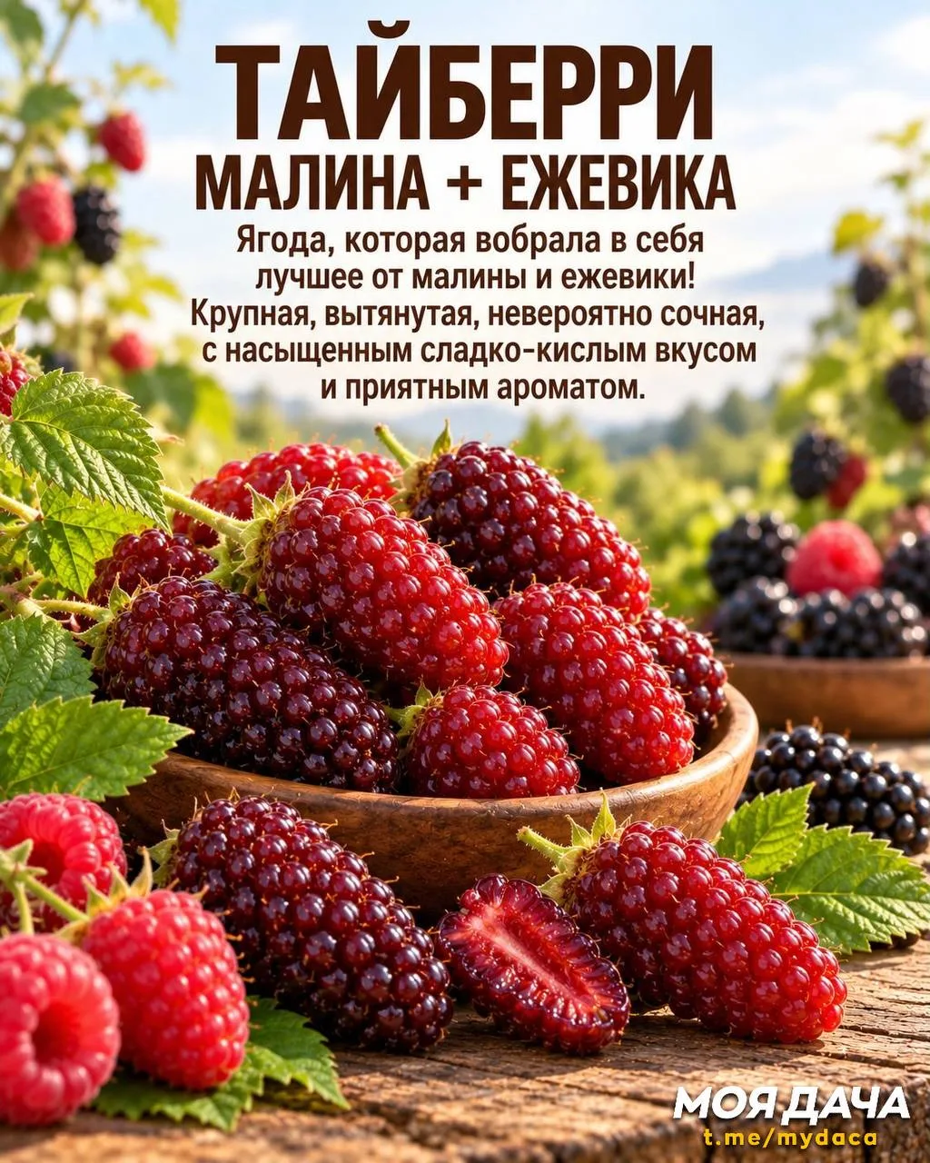 7 необычных гибридов фруктов и ягод 🍊