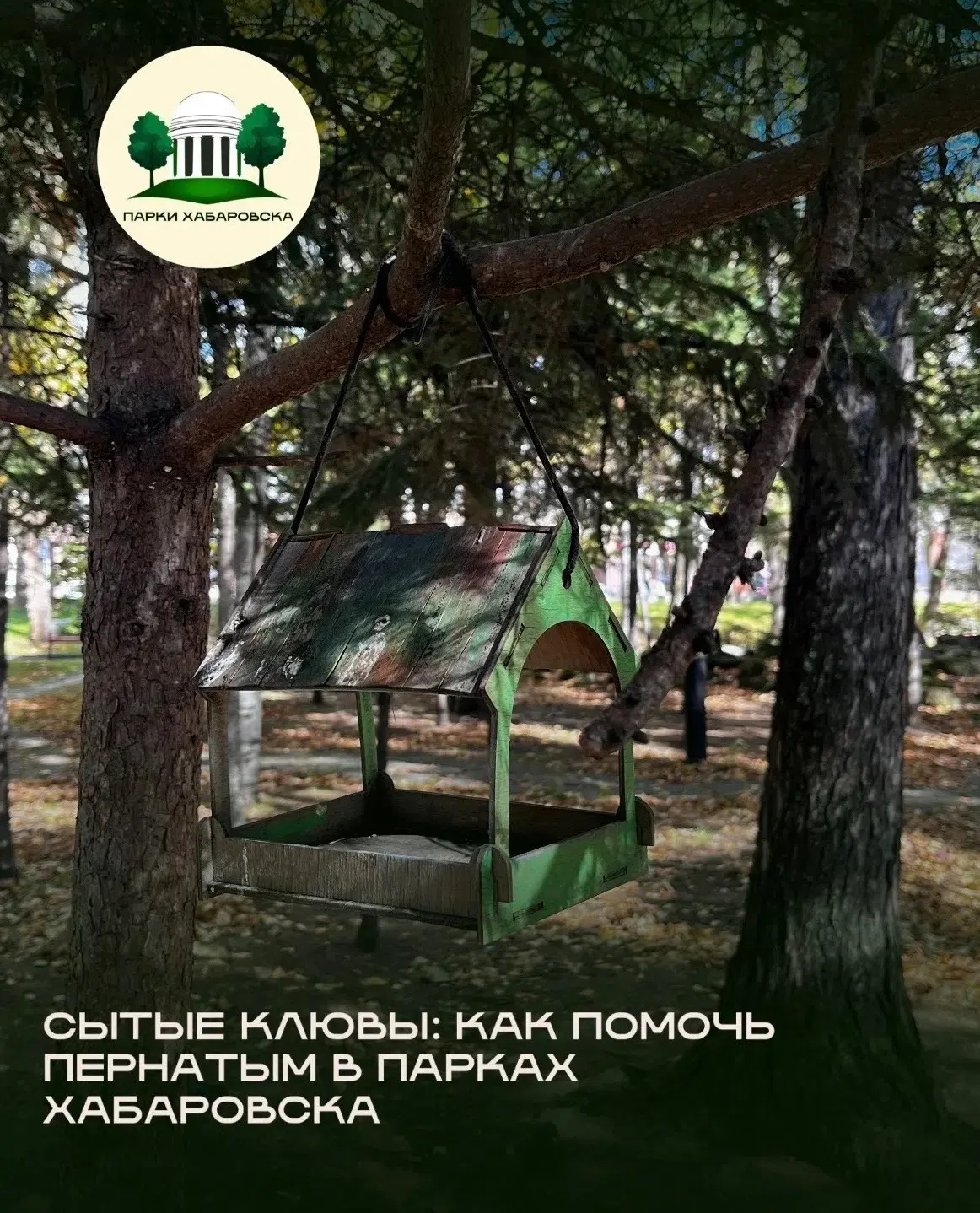 🍂 Сытые клювы: как помочь пернатым в парках Хабаровска