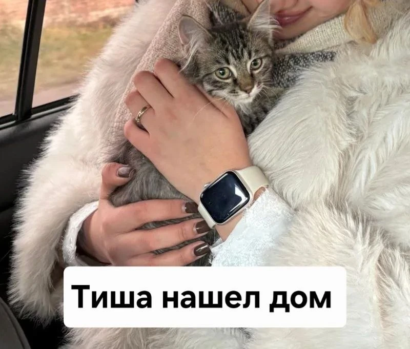 🐈 Добрый день (вечер).