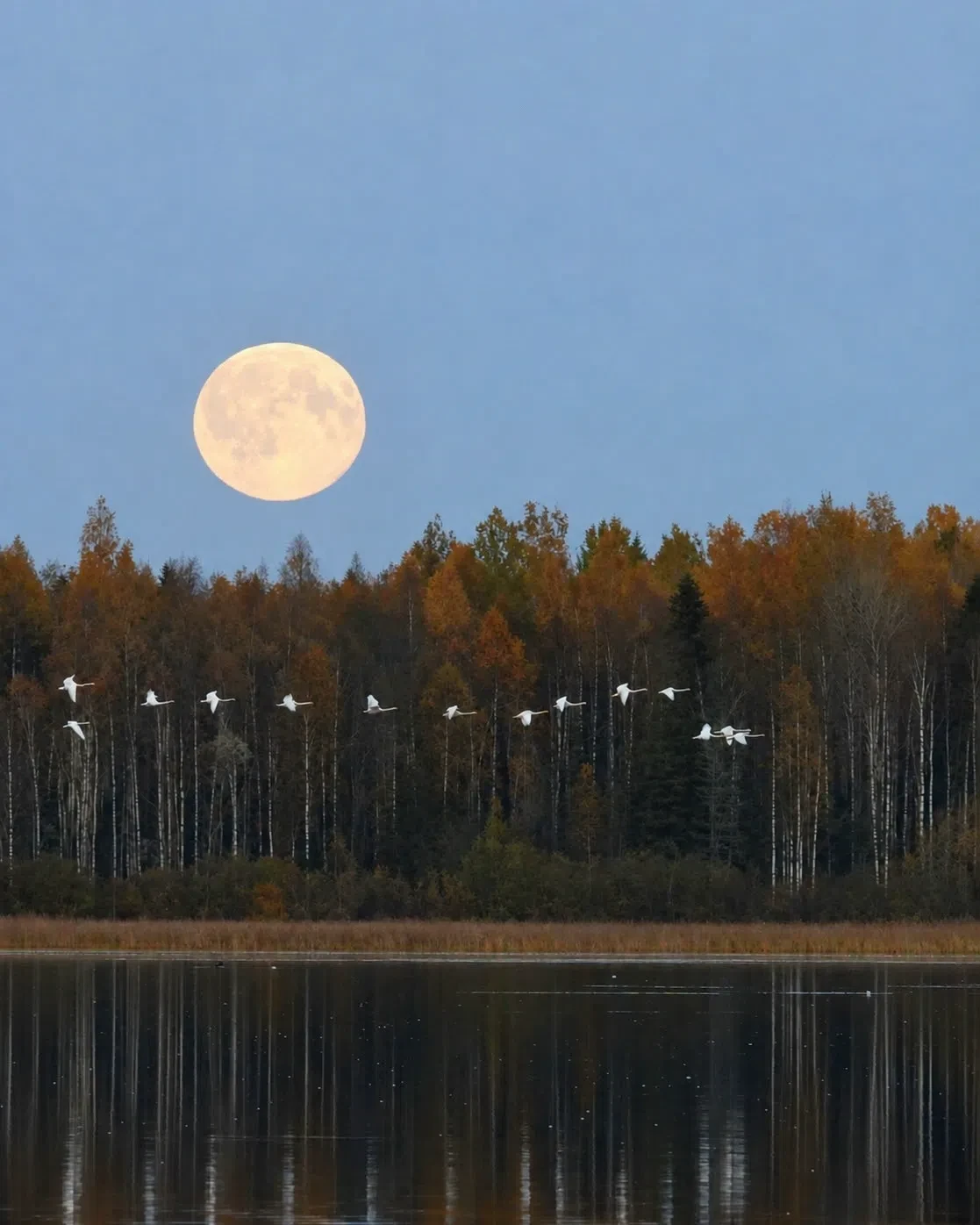 Череповецкие лебеди под полной луной. Красота! 📸