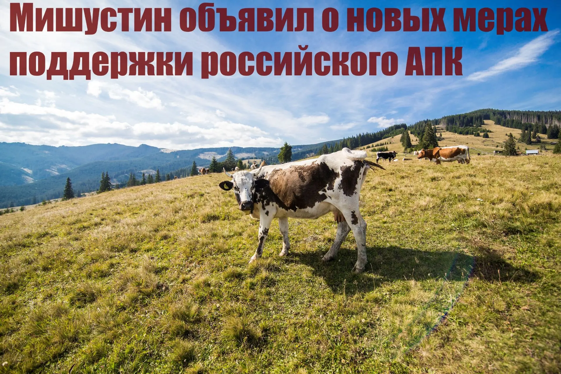 Мишустин объявил о новых мерах поддержки российского АПК