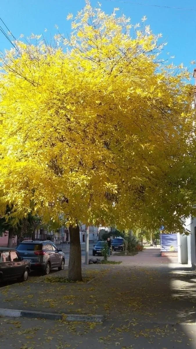 В Саратове сегодня ясно, временами небольшая облачность.
