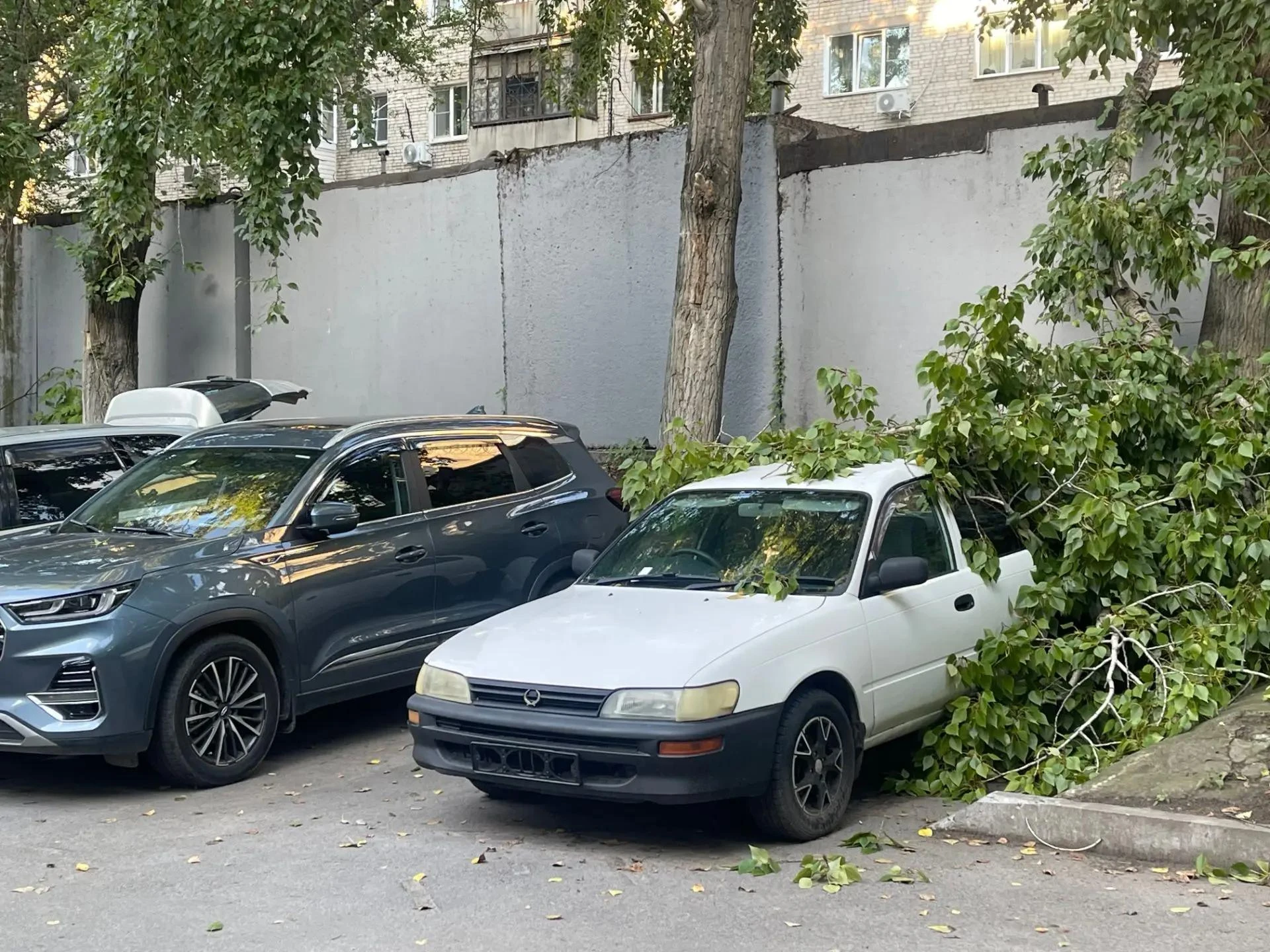Деревья падают на авто