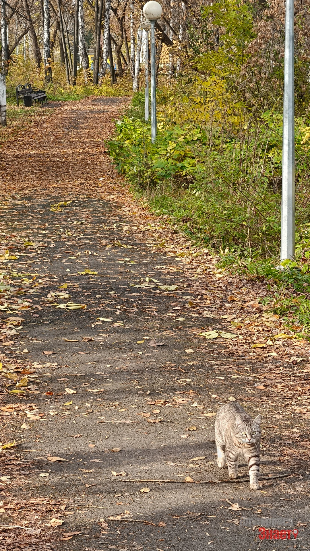 Шуршат листочки под ногами в осеннем парке Кауля 🍁🍁🍁