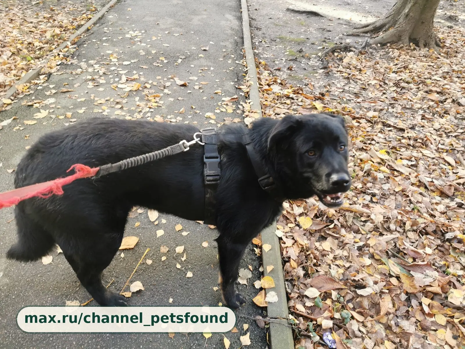 🐾 Найден питомец — Санкт-Петербург