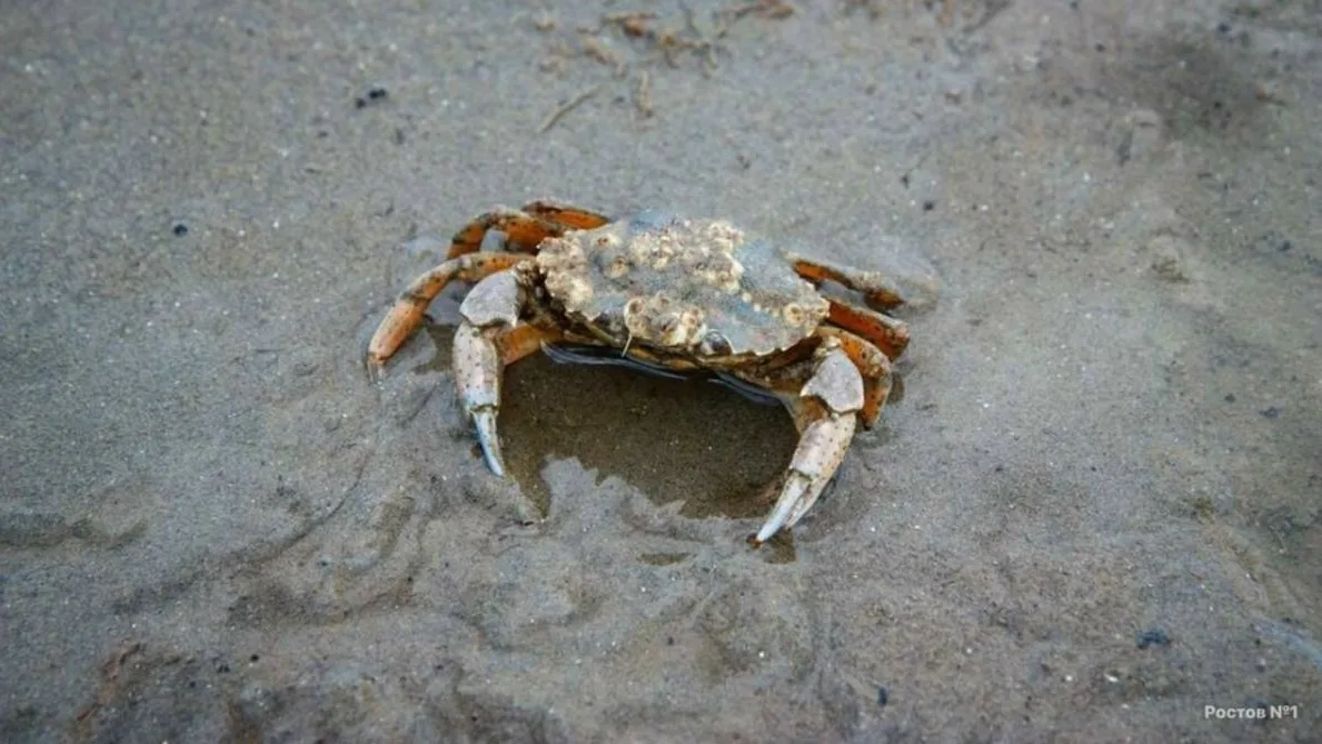 🦀 Американский грязевой краб массово размножается в Азовском море