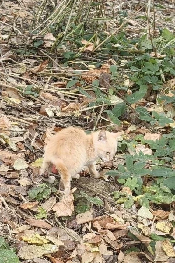 Под Серпуховом котятам нужна срочная помощь