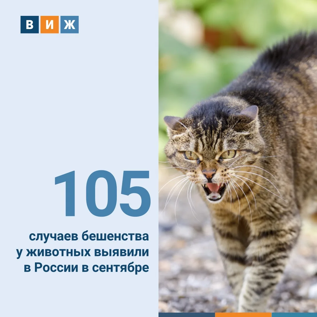 📊Такими данными с «ВиЖ» поделились в Федеральном центре охраны здоровья животных (ФГБУ...