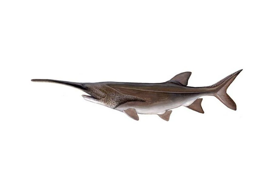 🐟 Веслонос