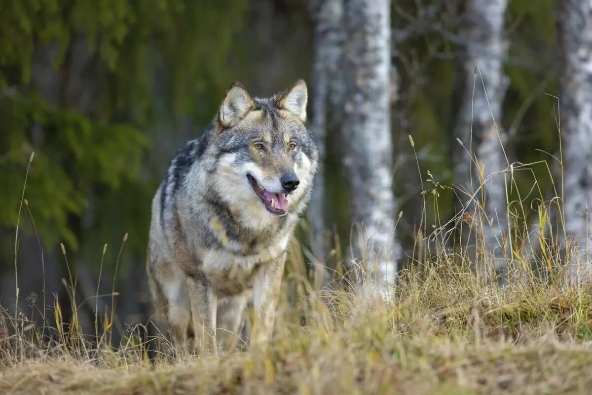 🐺 С медведями разобрались, теперь новая напасть — волки