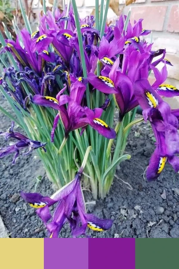 Ирис сетчатый (Iris reticulata) — луковичный многолетник, один из самых маленьких предс...