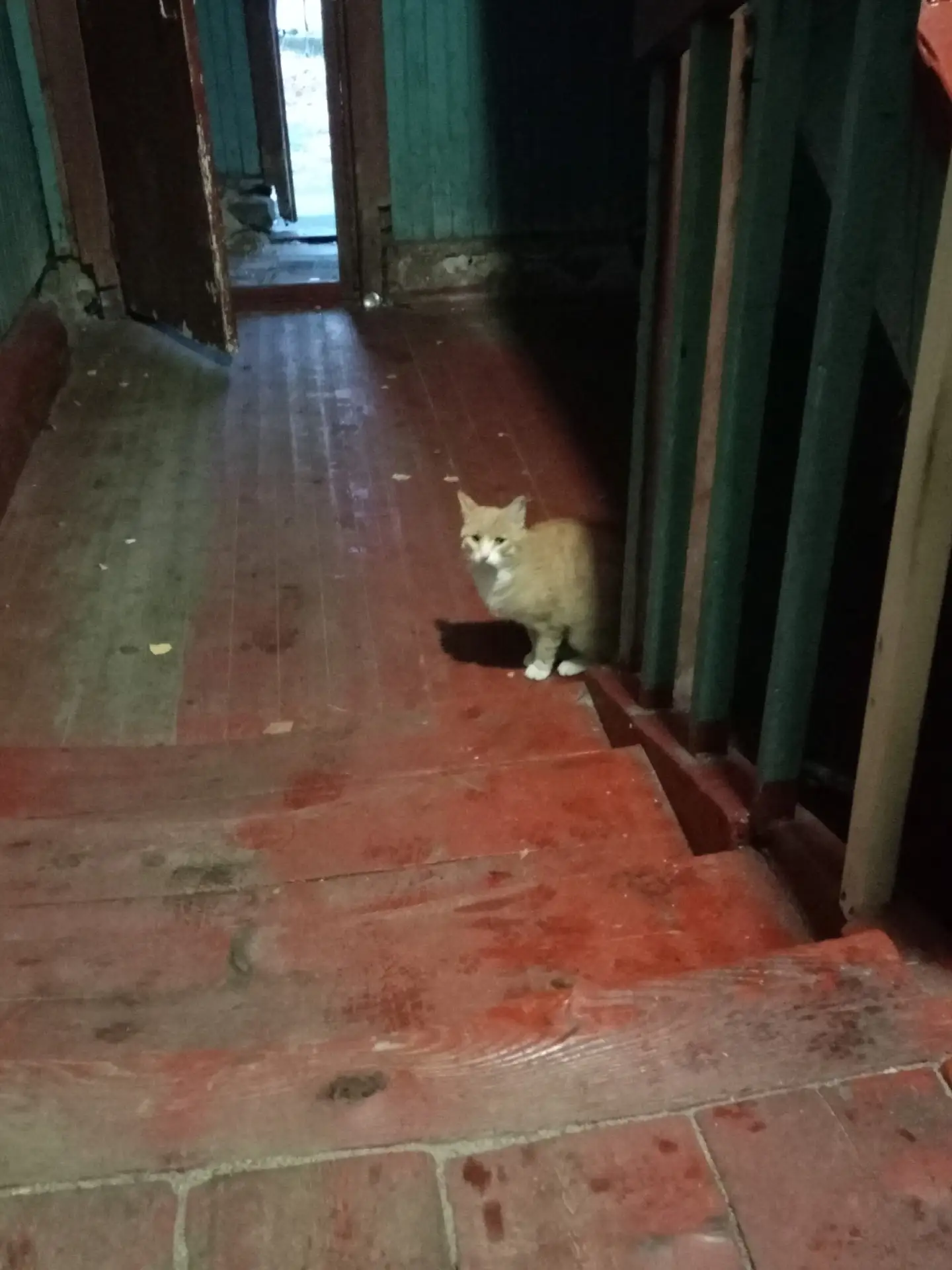 Никто не терял кота на Коммунаров сидит