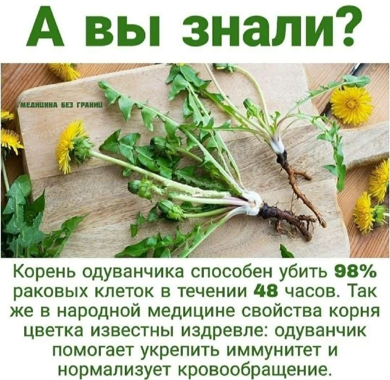 Про корень одуванчика 🌼