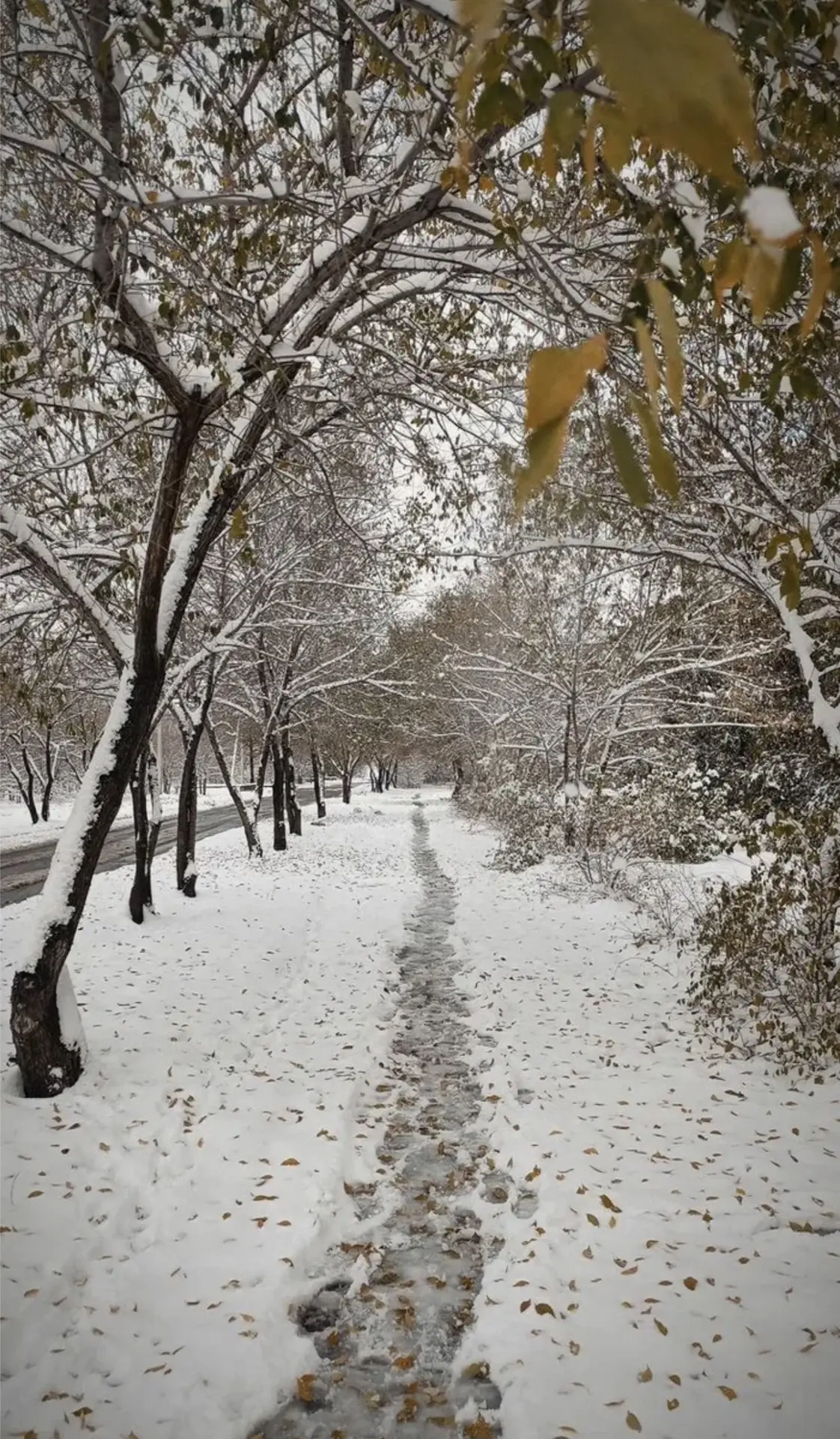 ❄️  Нижегородцы могут увидеть первый снег уже в начале ноября.