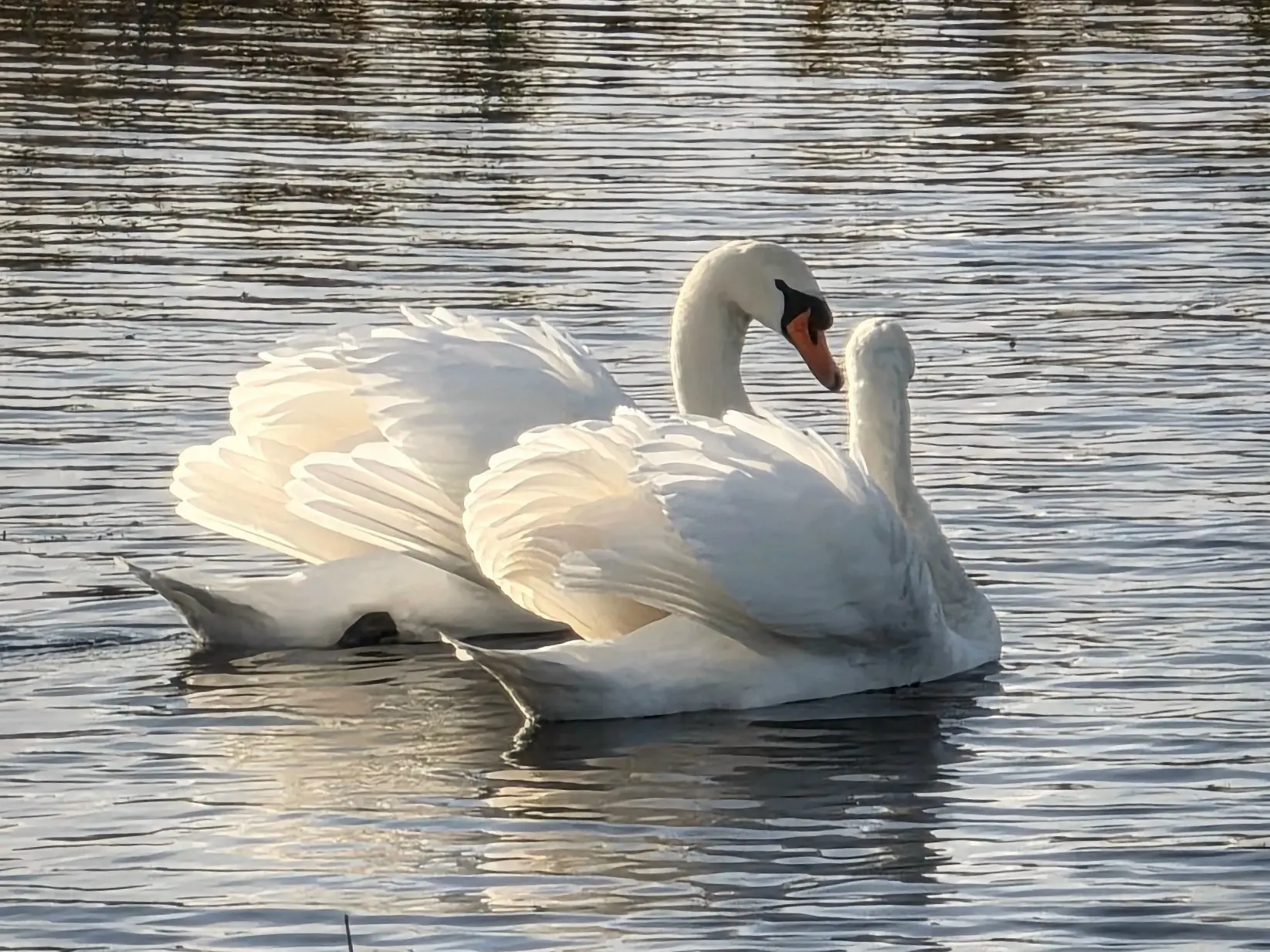 🦢 Лебединая семья в октябре, недалеко от Перми