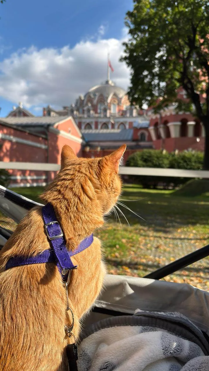 🐾 Всё. Я ухожу.