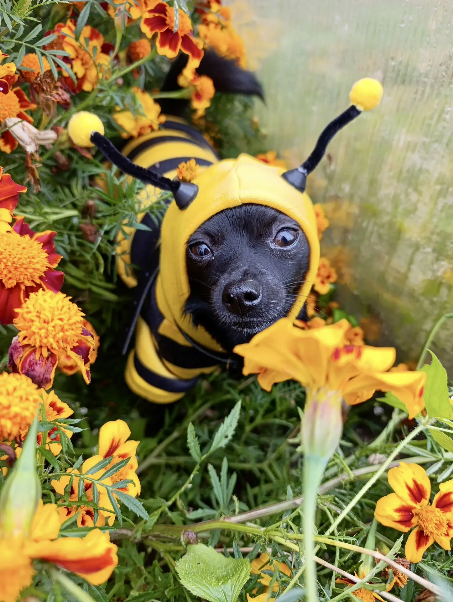 🐾😁🐝