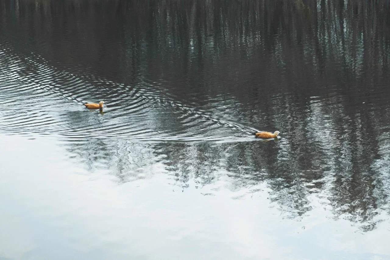 🦆 Утиные будни!