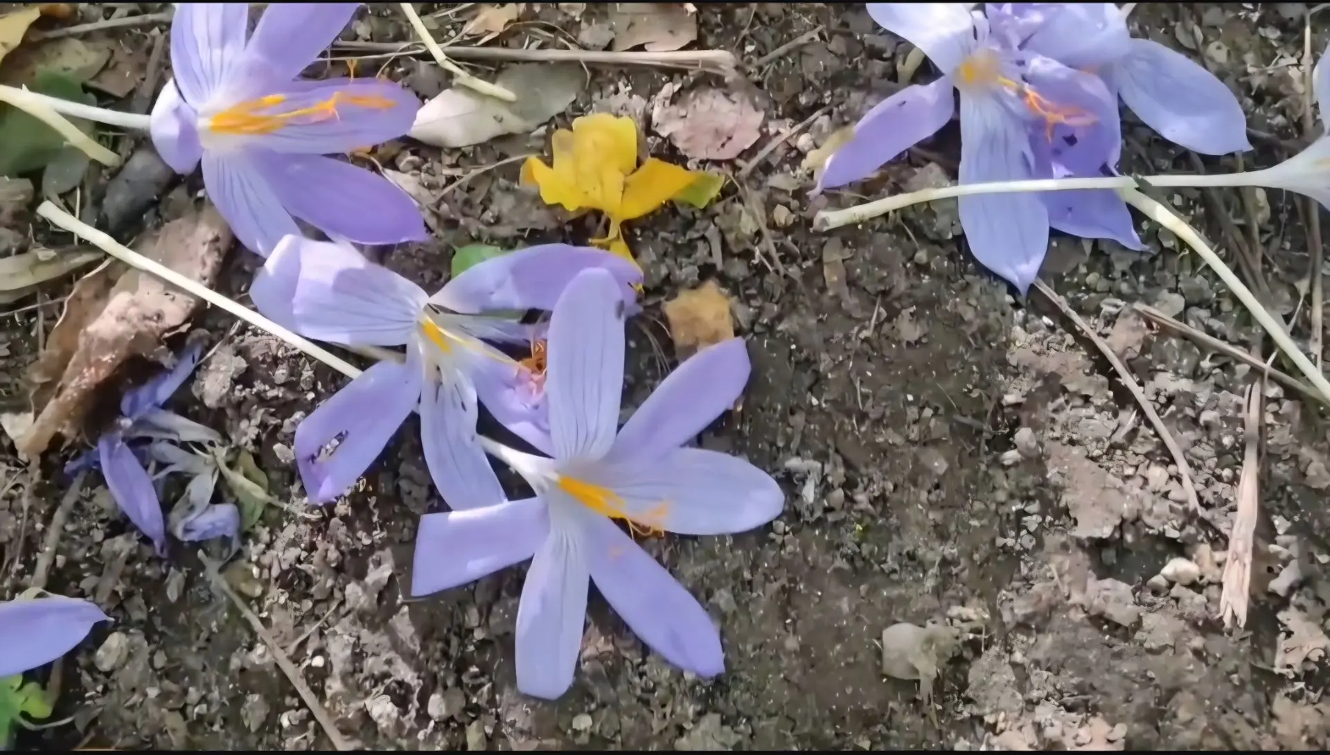 В Крыму время цветения заповедных крокусов🌸