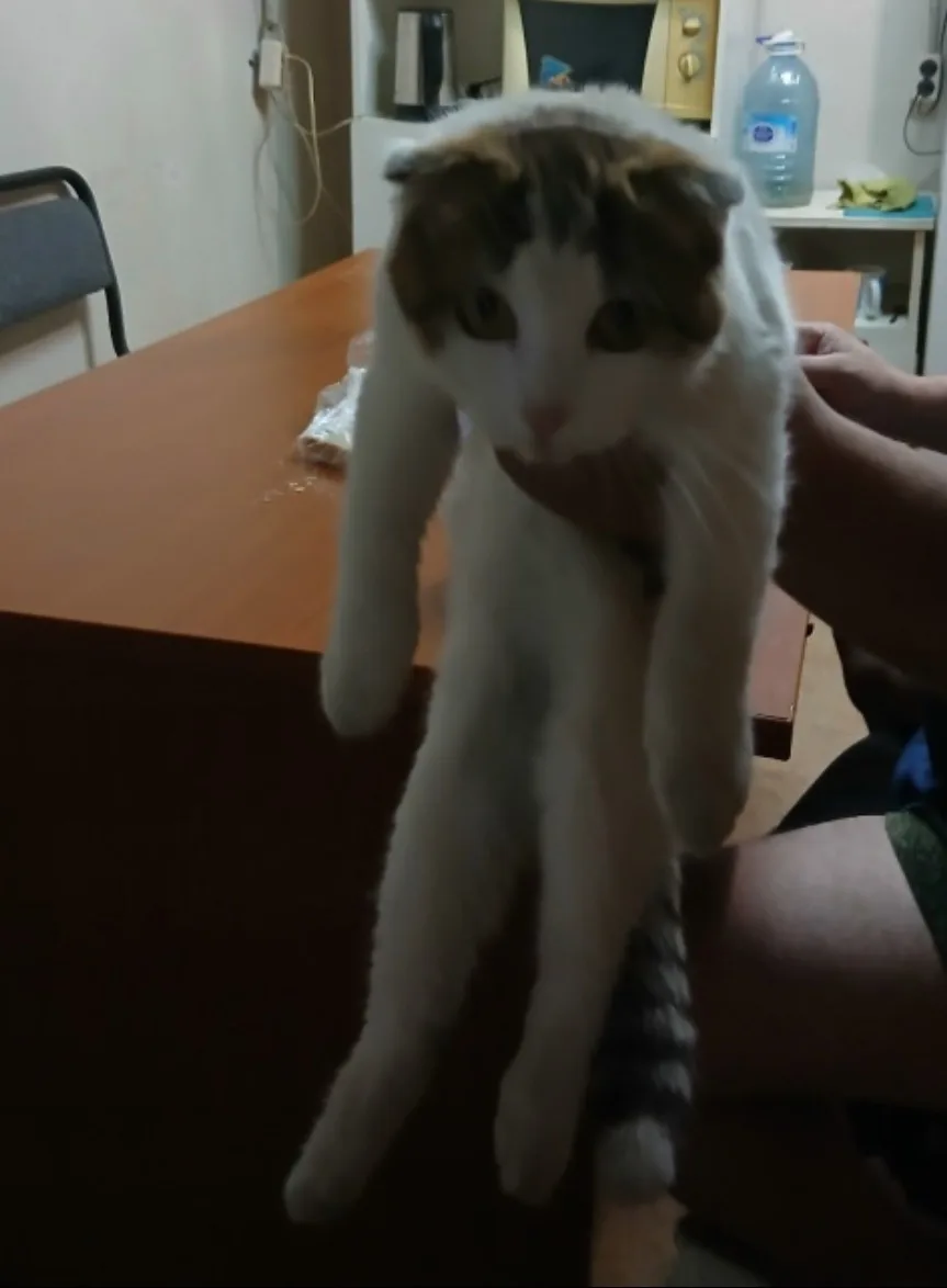 Нашла на котенка, на вид месяца 3 или 4, девочка, вислоухая. Возьмите пожалуйста на пер...