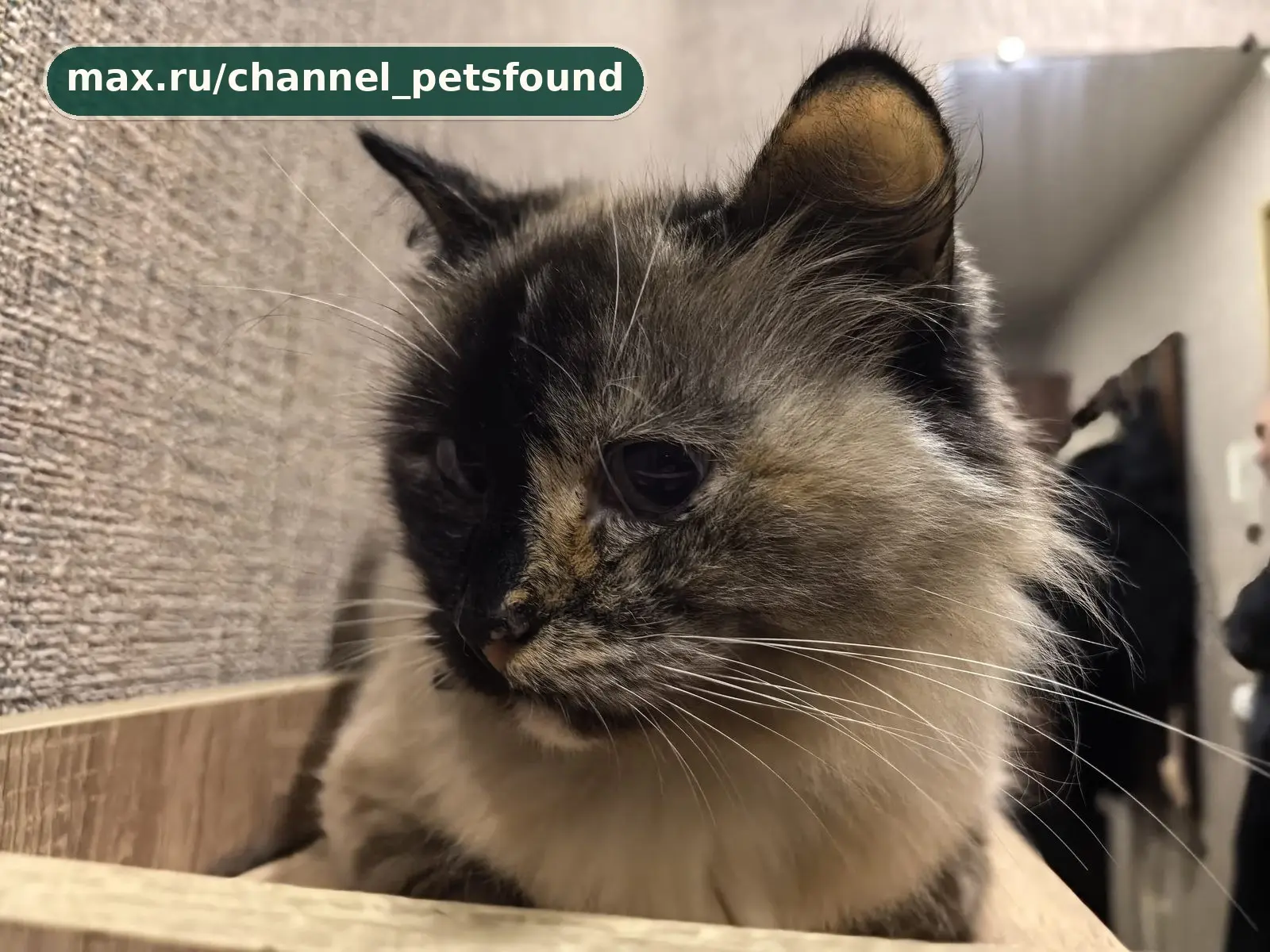 🐾 Найден питомец — Вологда