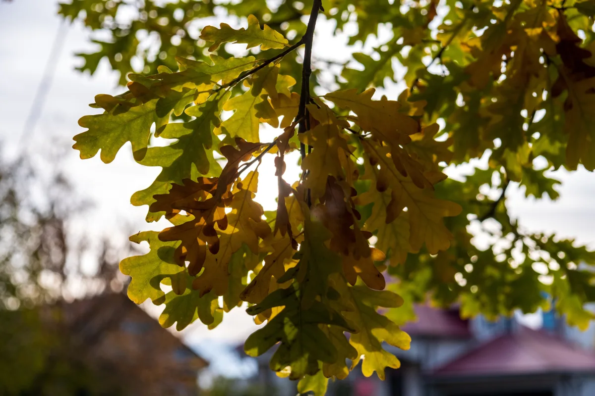 🍂 Витраж над крышами