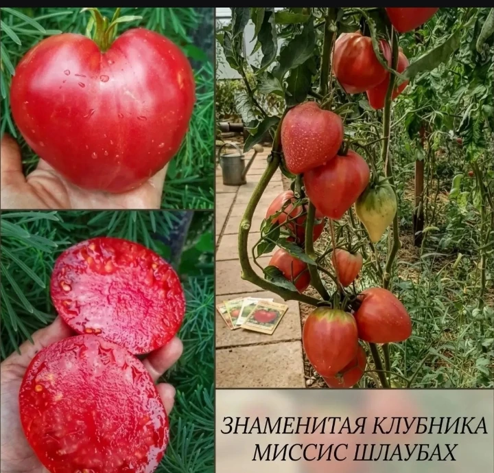 Новый набор редких сортов томатов!