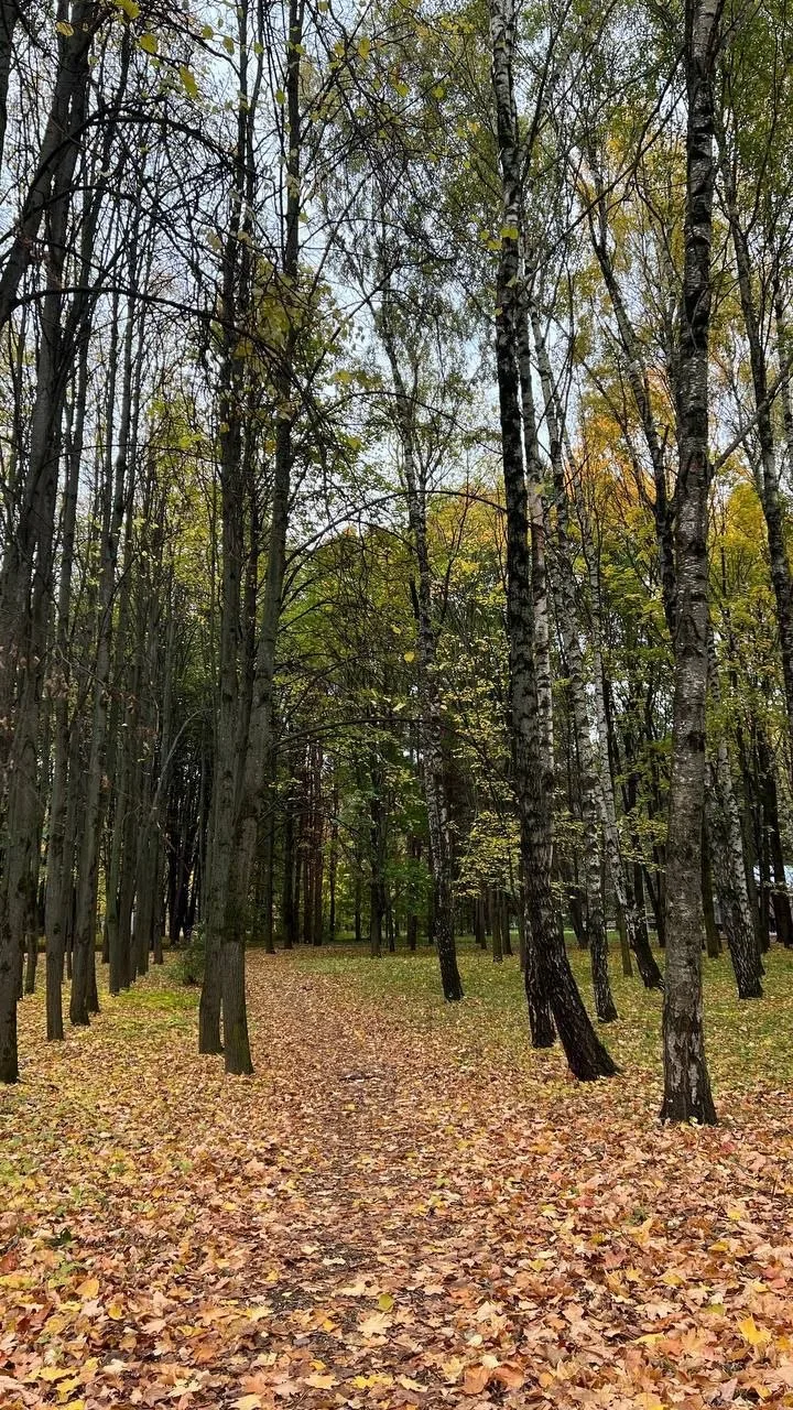 Осеннее утро в Парке 50-летия ❤