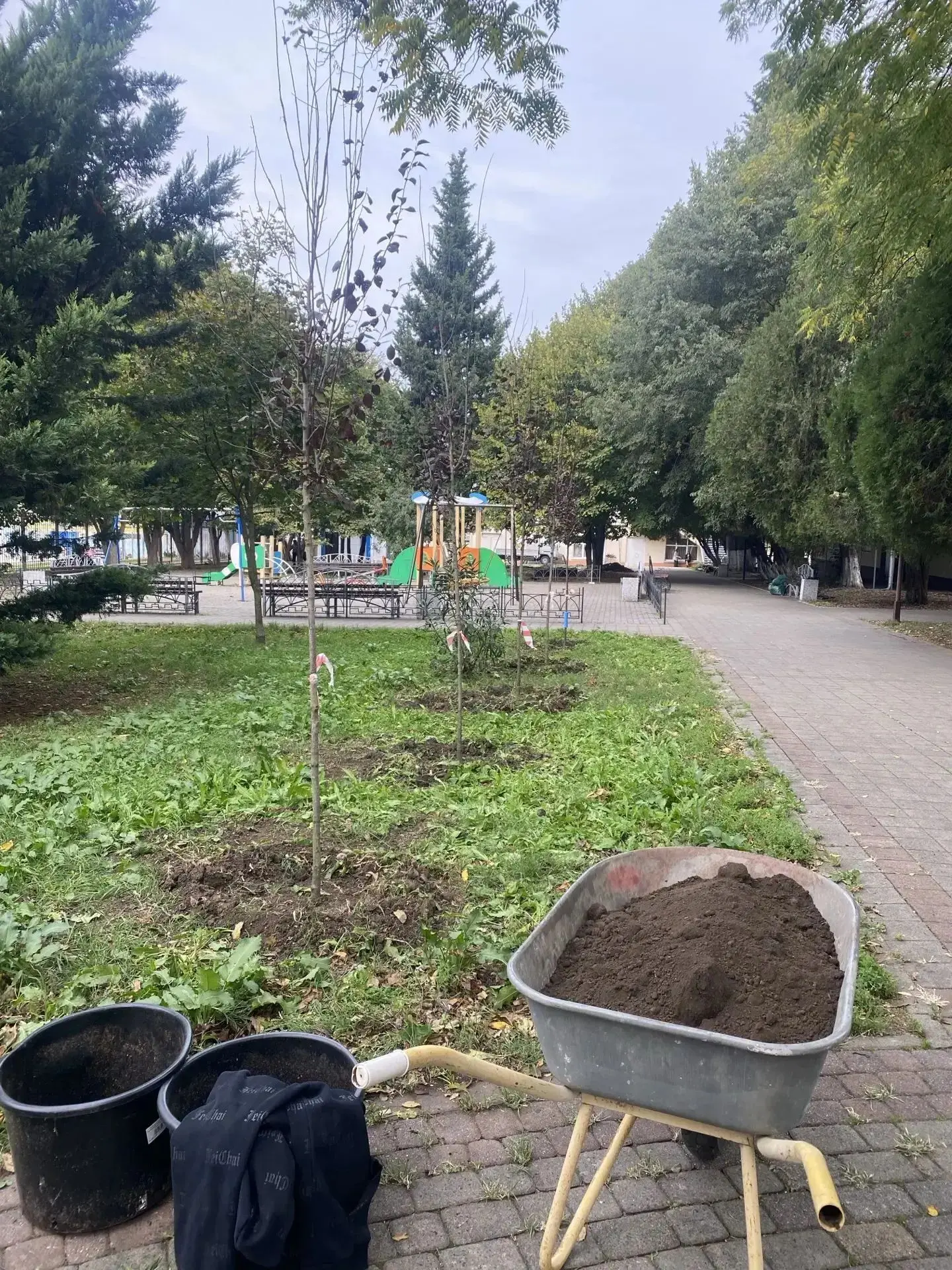 🌳 **Туапсинский округ станет зеленее: высадят больше 4,5 тысячи растений