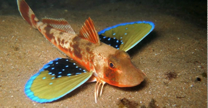 У морского петушка (Cottus) есть способность дышать кислородом из воздуха, когда вода п...