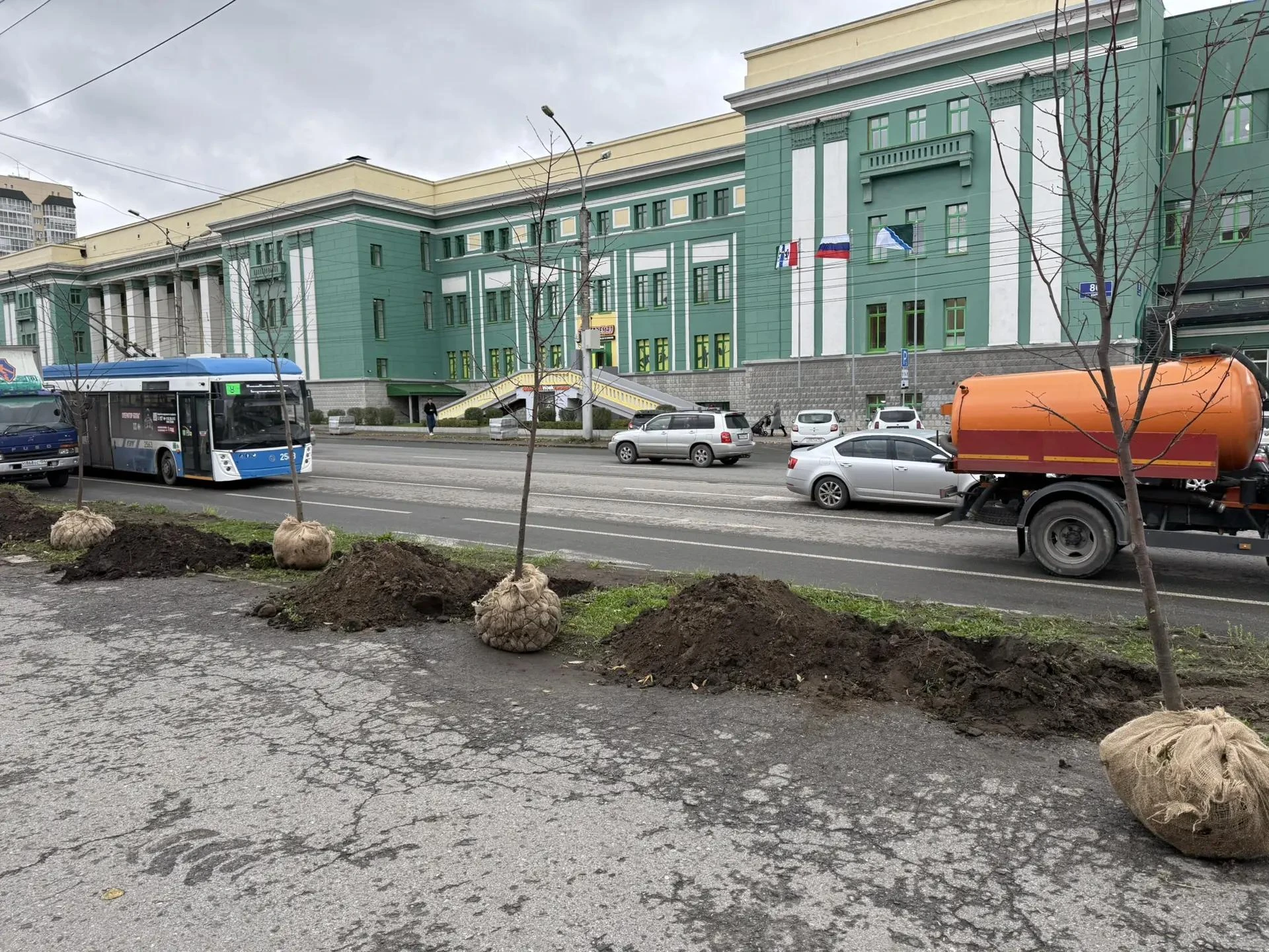 🌳Новые липы на улицах Октябрьского района