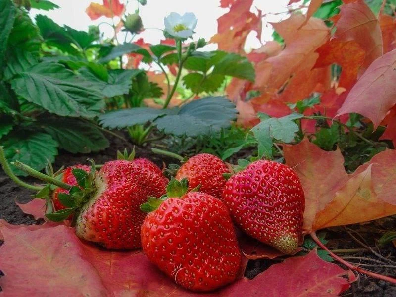 🍓 Осенняя посадка клубники