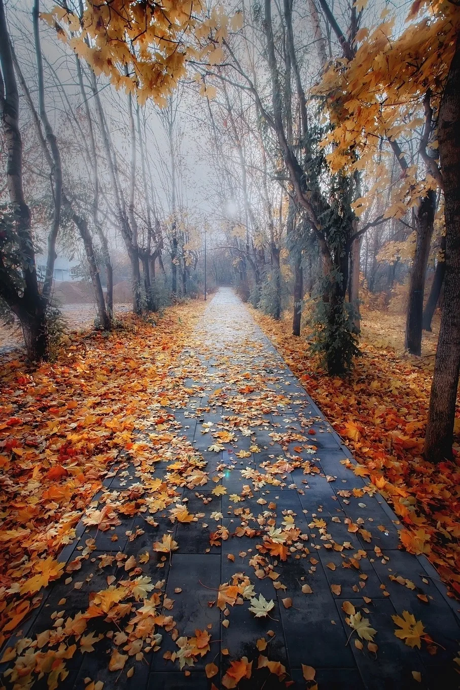 Осеннее утро!🍁🍁🍁