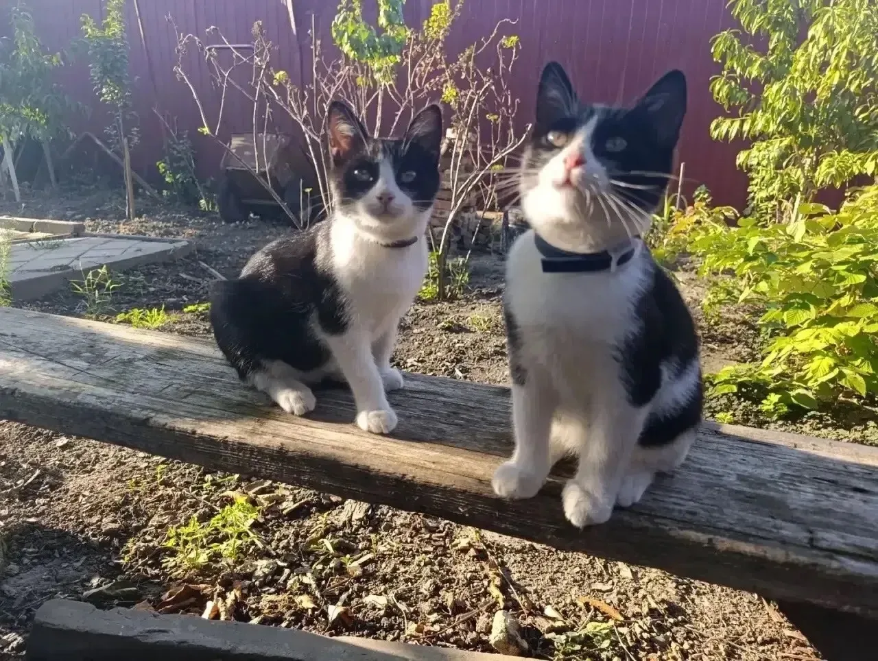 Отдаем котят в добрые ручки🤗