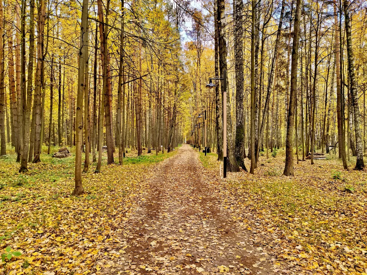 Лесопарк «Восьмидорожье» в Раменском, рядом с улицей Народное Имение. Это крупный лесно...