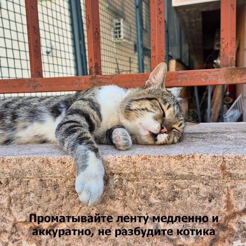 Подпишись на Кринжулю 👉🏻 в TG, в VK и в Макс
