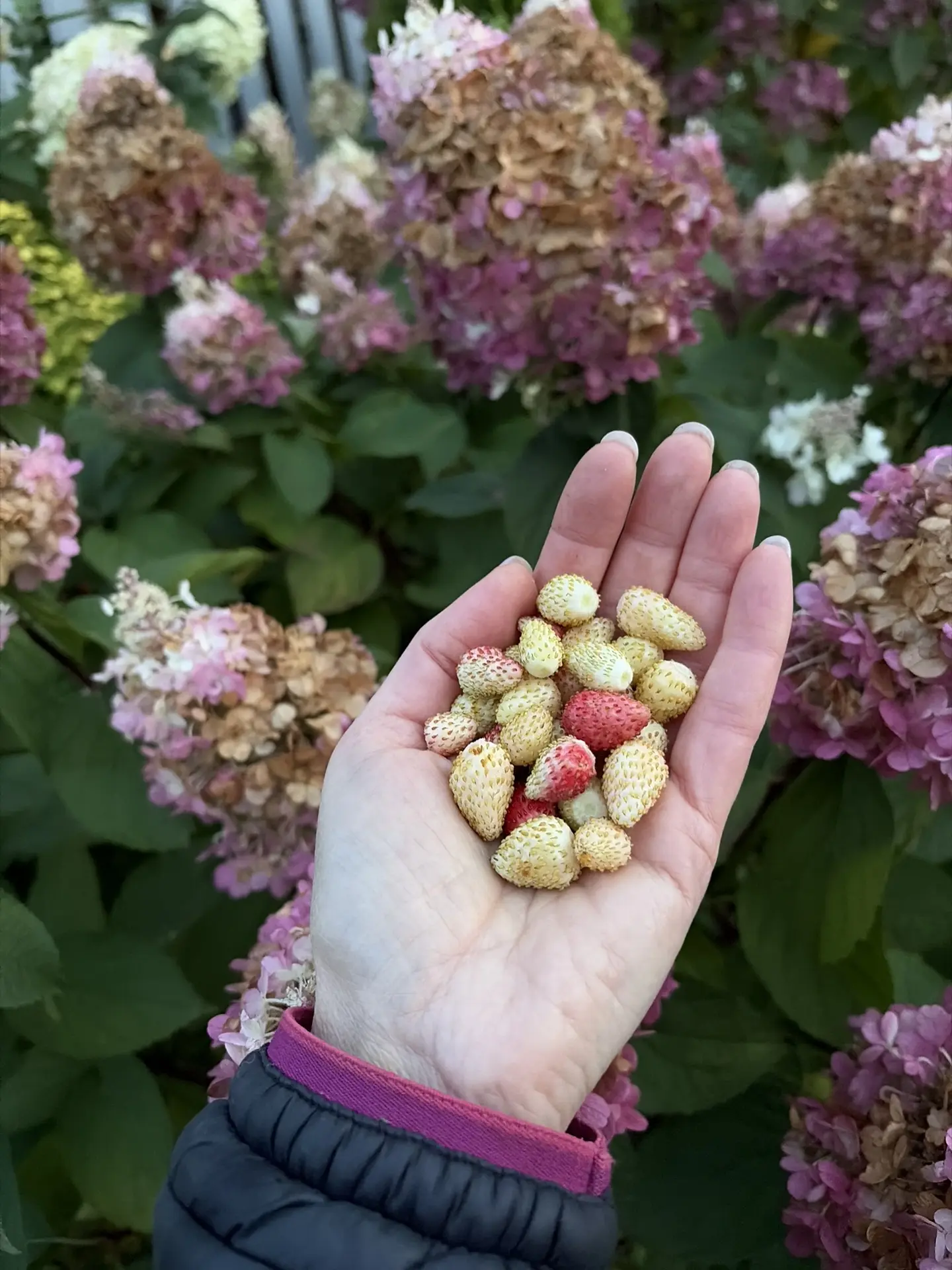 Все еще балуемся земляничкой!🍓