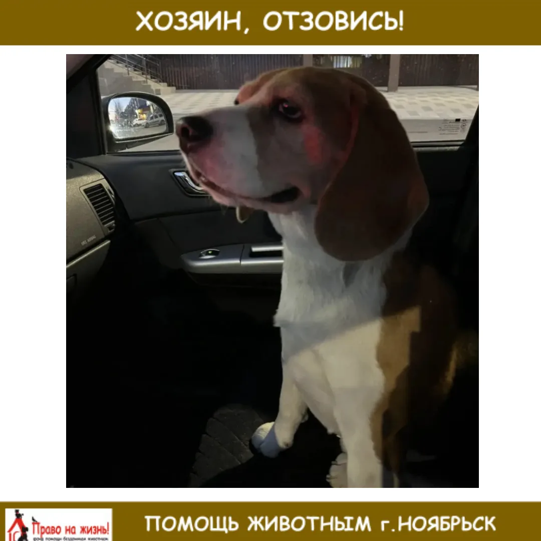 Найден бигль рядом с детским парком. Хозяин отзовись по номеру телефона +7 922 284 26 69