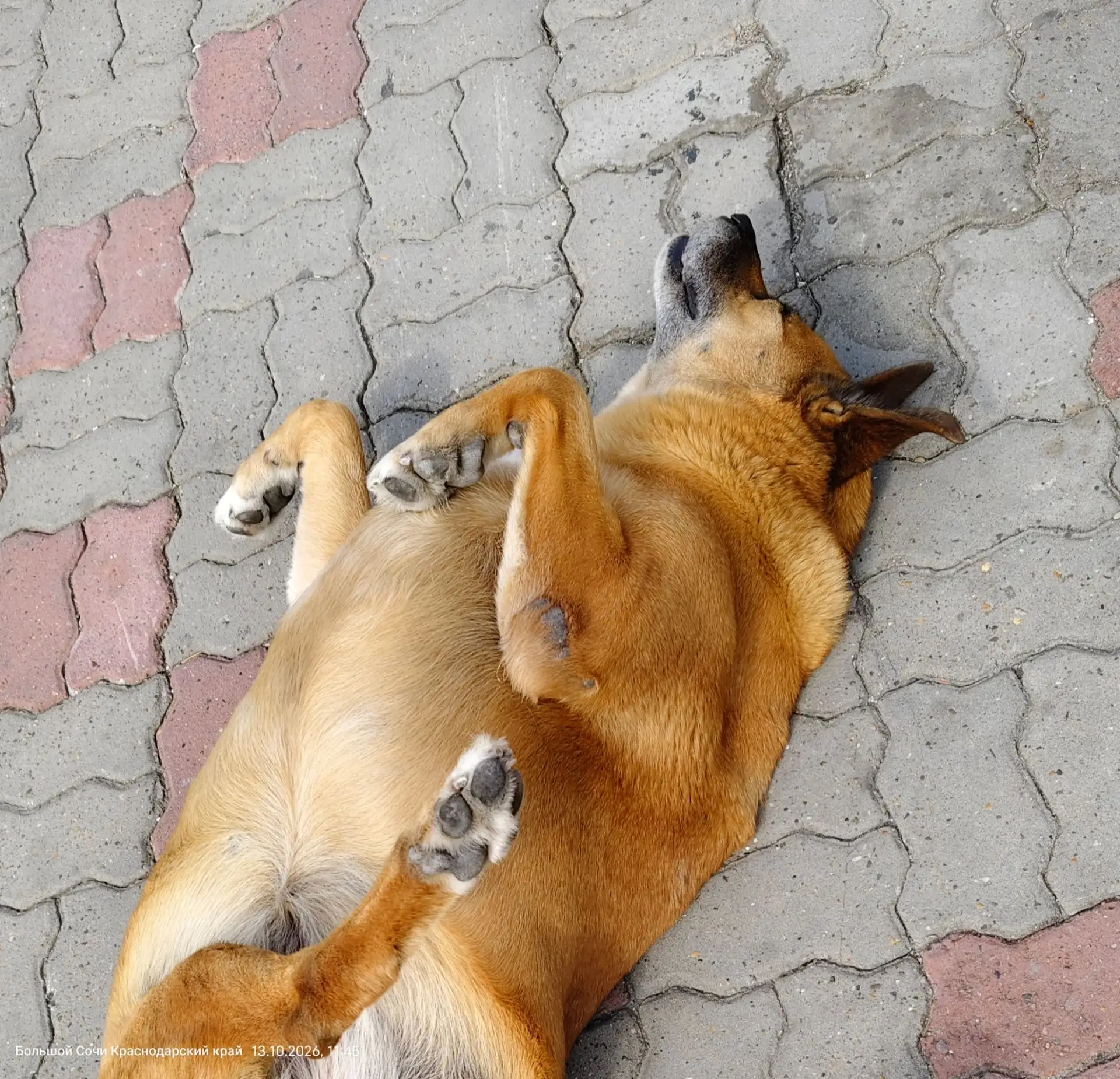 Наш любимый кайфарик набережной 🐶🧡
