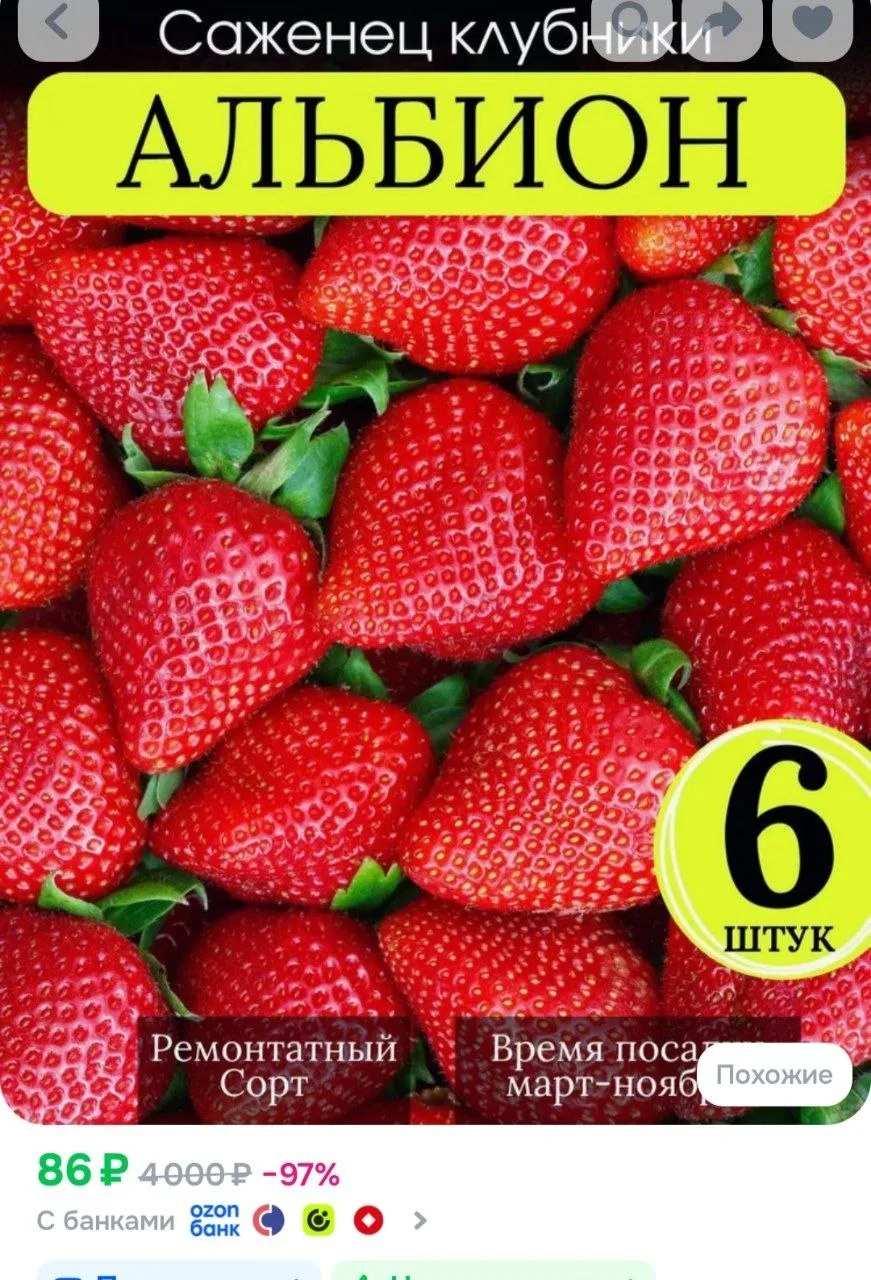 Клубника рассада Альбион 6 шт