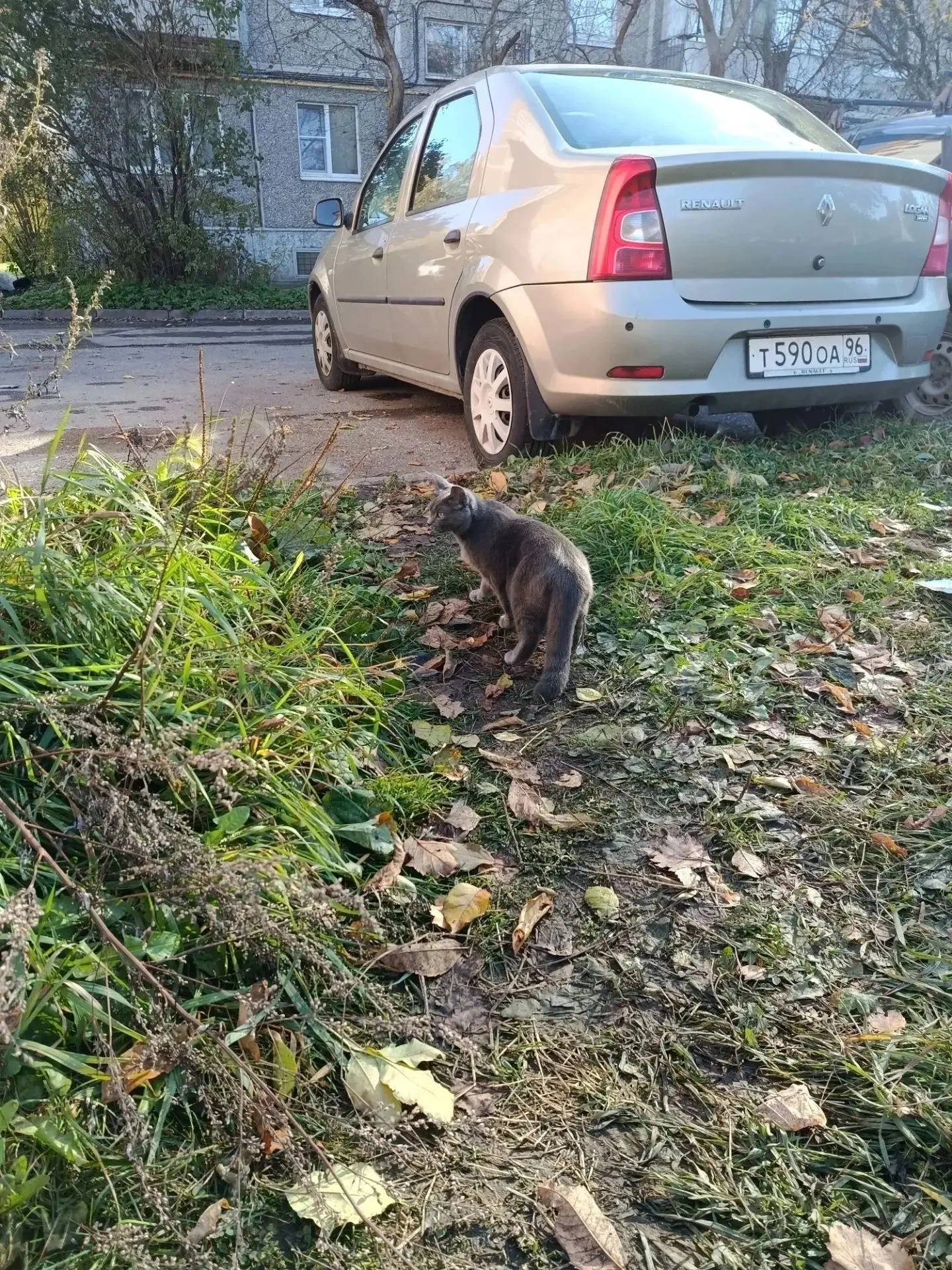 Замечен кот /кошка, серый окрас (Екатеринбург, Юго-западный)