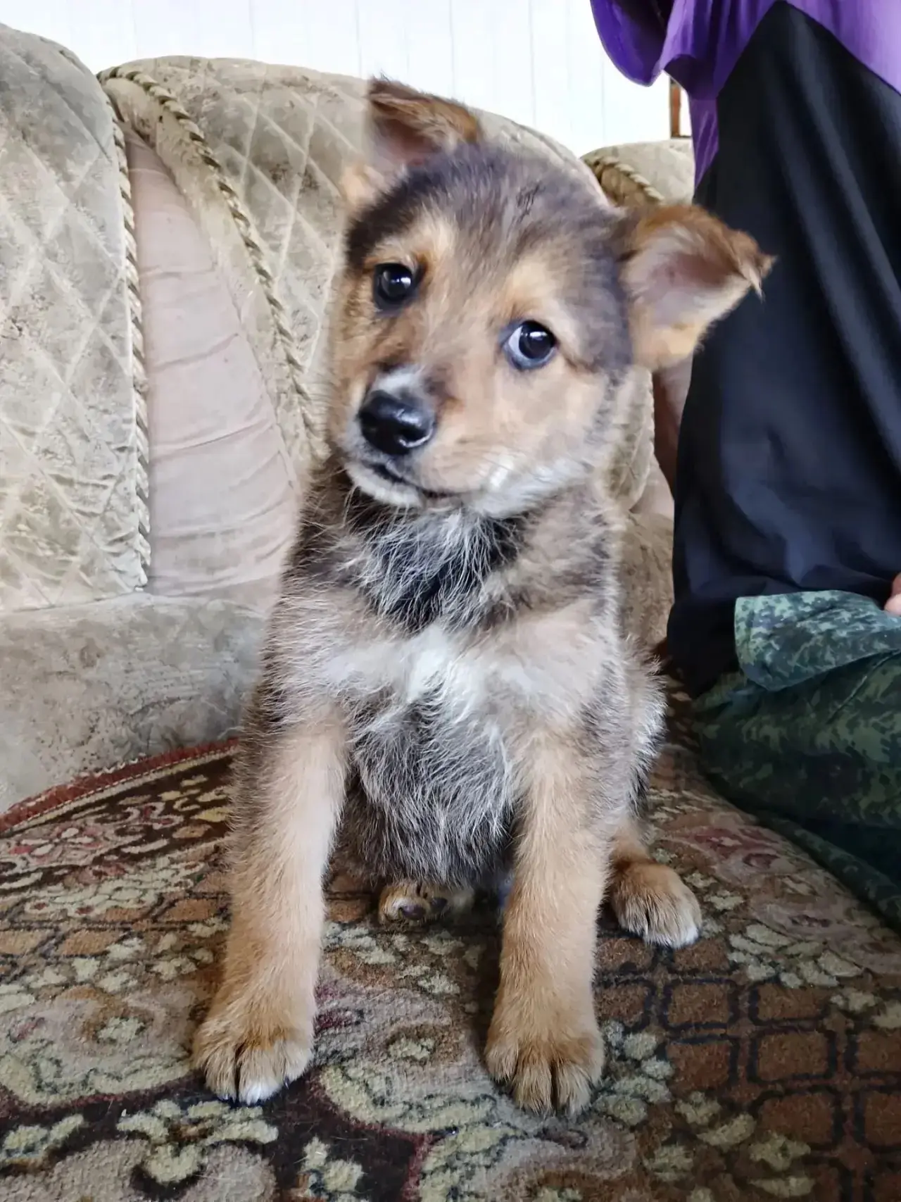 Ушки торчком, хвостик крючком.