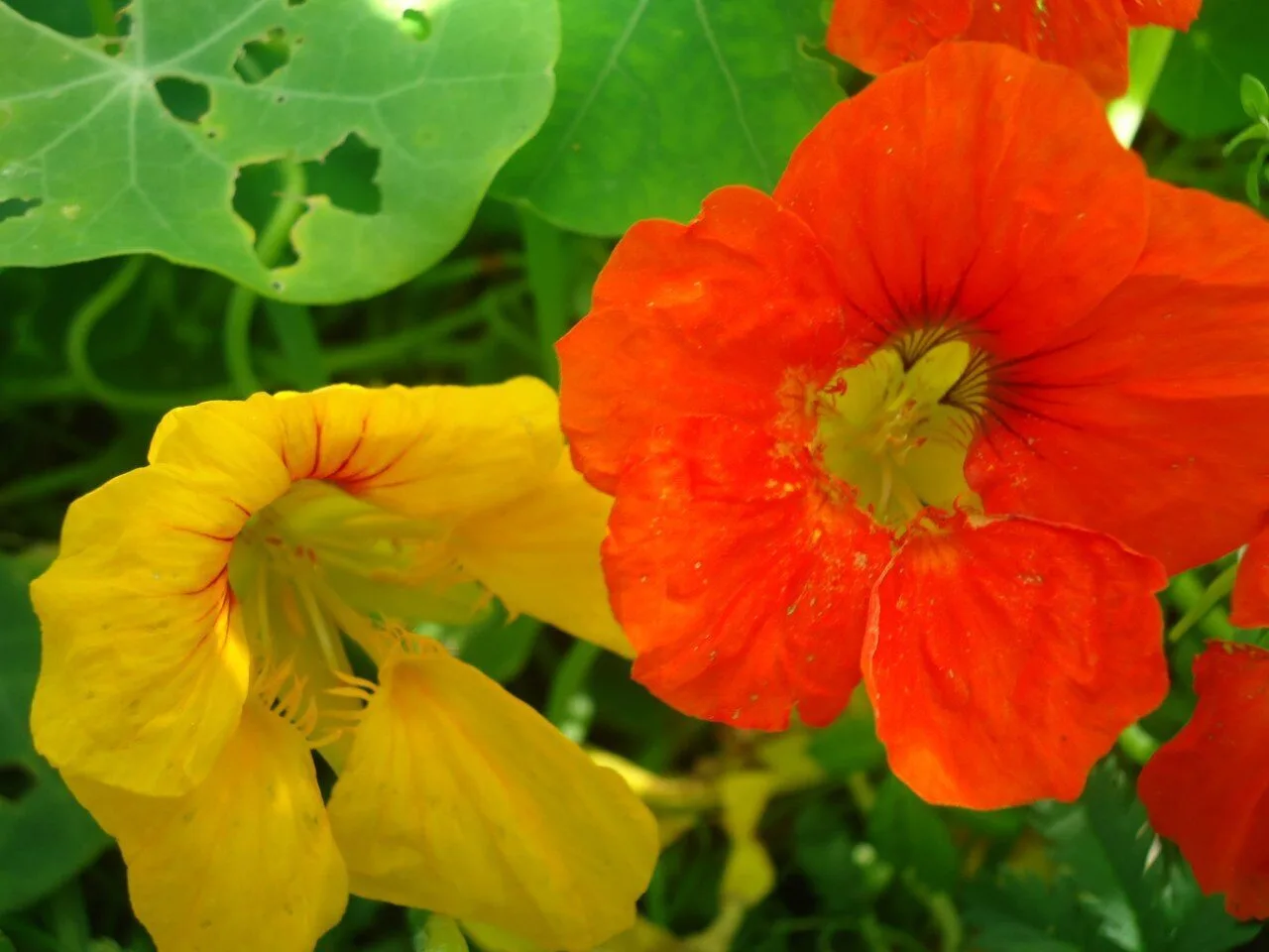 Настурция в саду наших подписчиков🌺