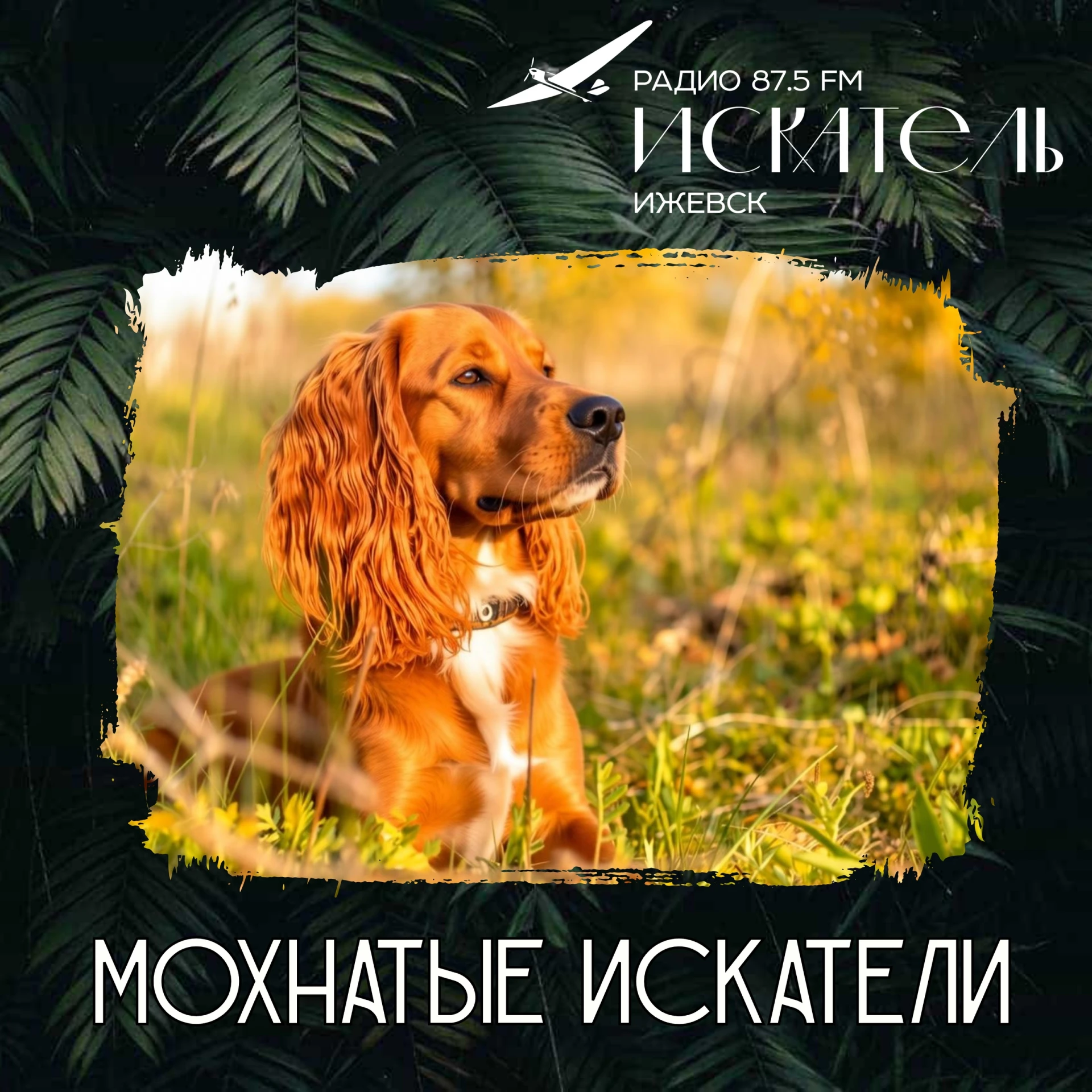 🐶 Русский охотничий спаниель: длинноухий универсал, который не делает стойку