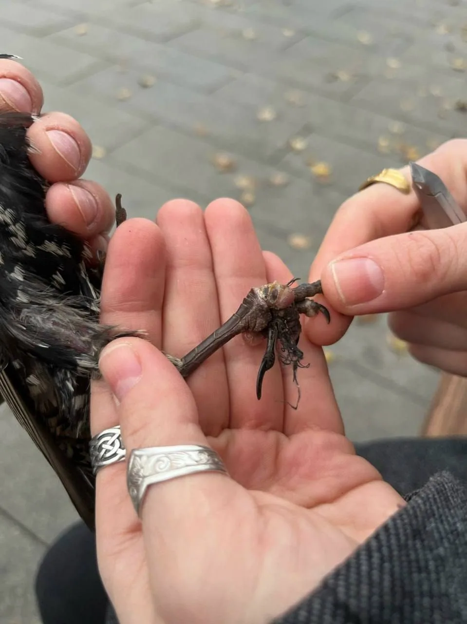 🐦 Воронежские волонтёры спасли ослабевшего скворца, которого случайно заметили в моско...