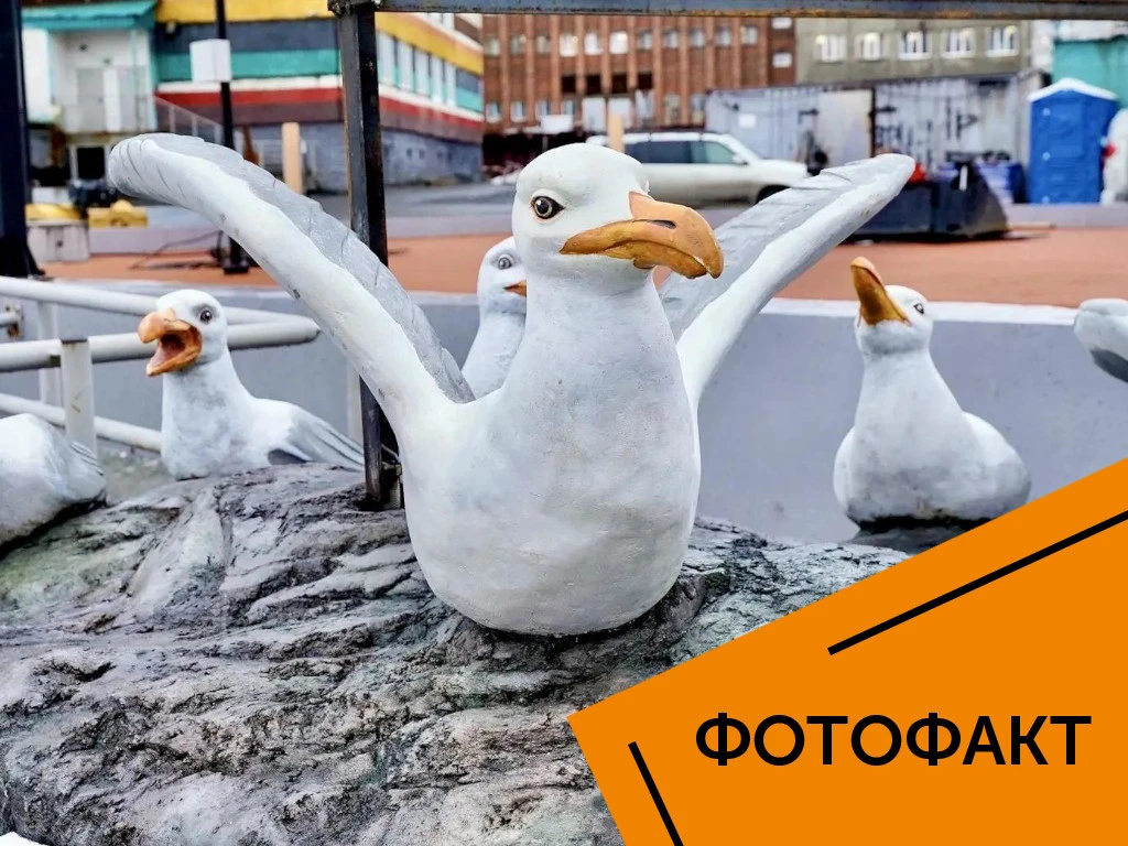 Вот такие чайки поселились на Городском озере